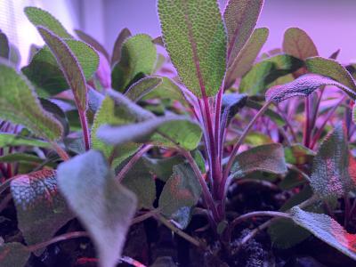 Kann man auf einem dänischen Karren anbauen?